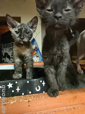 sphynx  mix 1 mädel 1 junge