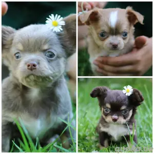 Wunderschöne Reinrassige Chihuahua Welpen Lilac Husky Lilac Creme Choco Tan Langhaar