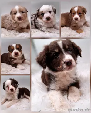 Miniature Australian Shepherd Welpen mit Papieren 