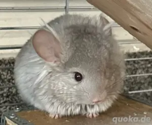 chinchilla angora männchen 