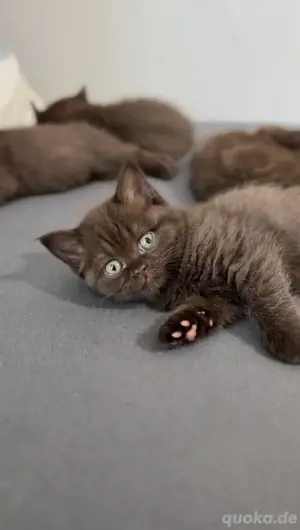Braune BKH Kitten (britisch Kurzhaar Chocolate Katzenbabys)