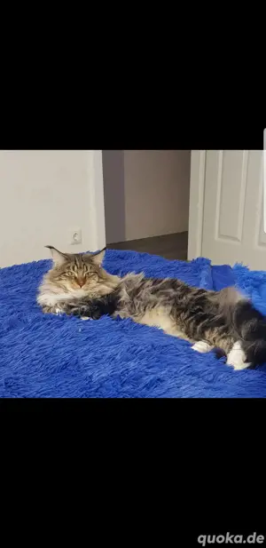 Deckkater Maine Coon 