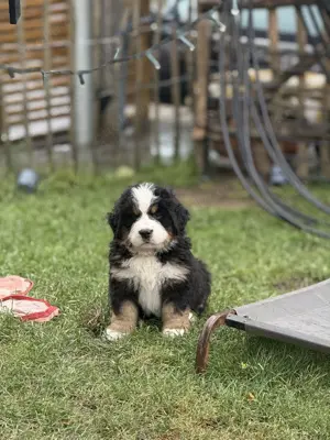 Bernersennenhund Welpen