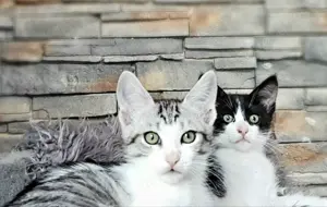 Mischlingskitten EKH Mainecoon