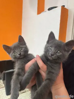 Kitten demnächst abzugeben 