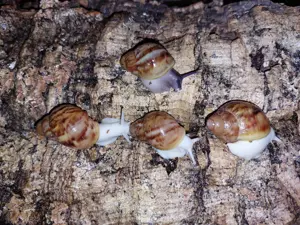 4 Archachatina Rhodostoma Jungtiere 