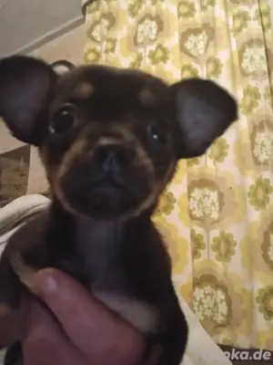 süsse prager rattler chihuahua welpen 