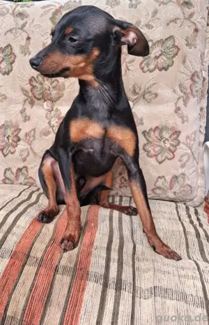 süsse prager rattler hunde 
