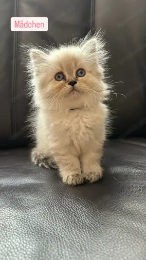 Kitten ziehen um