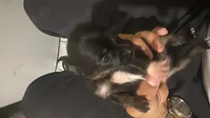  kleine Chihuahua  such sich ein gute Besitzer 