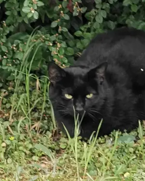 Sammy und Blacky auf der Suche nach einem Zuhause # Tierschutz 