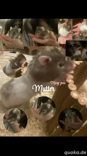 wunderschöne zahme goldhamster