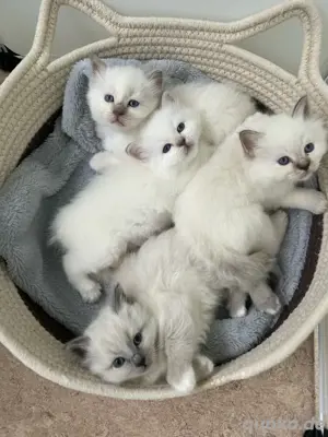 Reinrassige Heilige Birma Kitten 