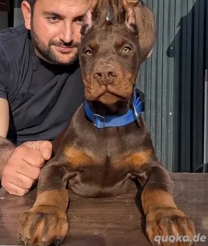 Lernen Sie KILO kennen, unseren attraktiven 2,5 Monate alten Dobermann-Rüden!   