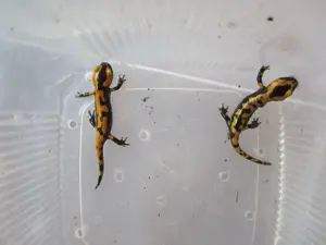 Feuersalamander NZ 2025 mit Papieren