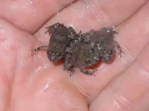 Gelbbauchunke bombina variegata NZ 2025 mit Papieren