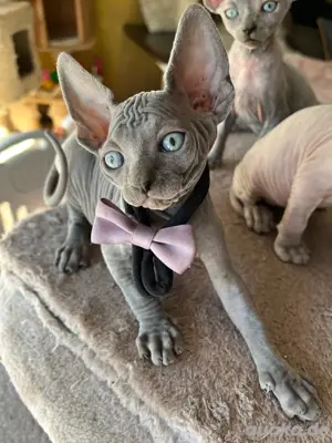 Canadian Sphynx Kitten Royal