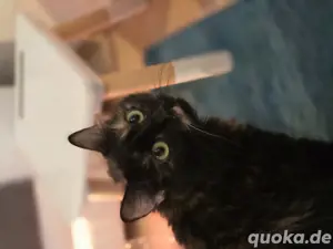 Mainecoon Schildpatt EKH Mix