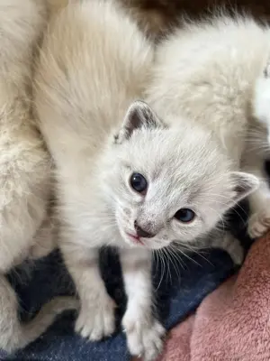 Siam Britisch Kurzhaar  BKH Kitten Katzenwelpen