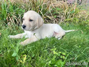 Nur noch 1 zuckersüßer Labrador Welpe (Hündin) sucht ein tolles Zuhause! 