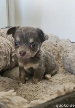 Wunderschöne Chihuahua Welpen 