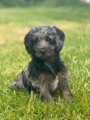 Mini Labradoodle Hündin mit Ahnentafel abgabebereit 