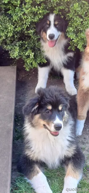 Australian Shepherd 