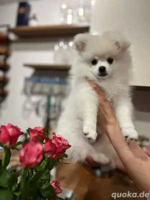 Spitz Welpe