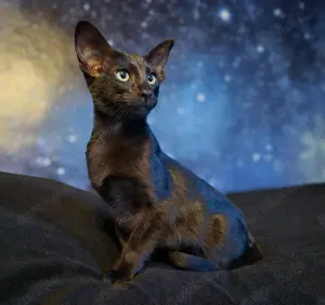 Wunderschöner OKH Orientalisch Kurzhaar Junge, Ebony mit grünen Augen.