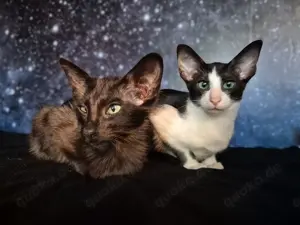Reinrassige OKH SIA Orientalisch Kurzhaar Kitten Ebony, Bicolor & Foreign White