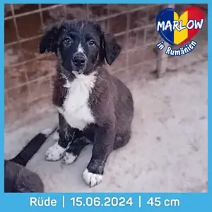 süßer Marlow sucht Familie für immer Bild 2