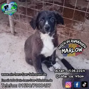 süßer Marlow sucht Familie für immer