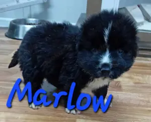 süßer Marlow sucht Familie für immer Bild 6