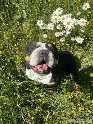 sehr kleine New English Bulldog Hündin 