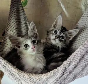 Maine Coon Babys mit Stammbaum