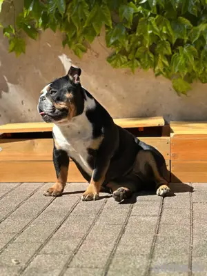 sehr kleine New English Bulldog Hündin 