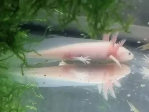 Zwei Axolotl 10cm