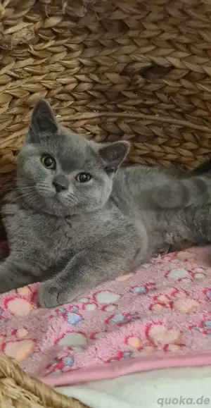 Bkh Britisch Kurzhaar Kitten blue