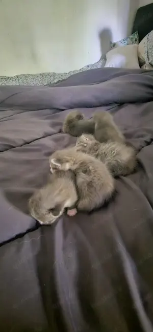 Baby Katzen EKH und Heilige Birma Mix