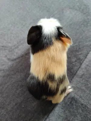 Die knuffigsten Meerschweinchen der Welt  Bild 2