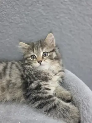 Baby Katze Perser mix