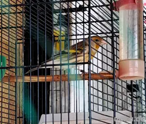 Mischling (Stieglitz x Kanarienvogel) mit einzigartigem Gesangsstil