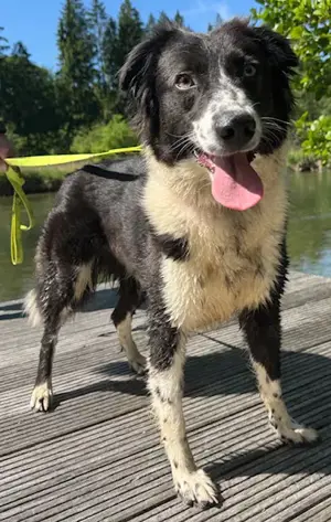 Tesla auf der Suche nach Liebe 