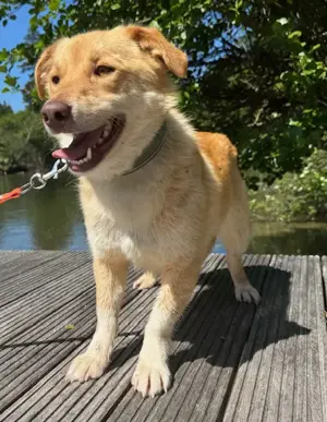 Brownie so ein lieber Corgimixbub   wartet in 82284
