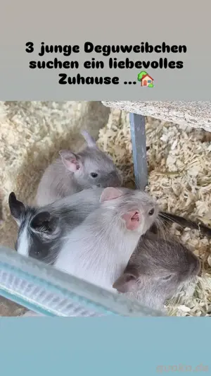 Degus Jungtiere 