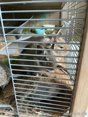 junge Degus