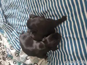 Chihuahua kurzhaarige