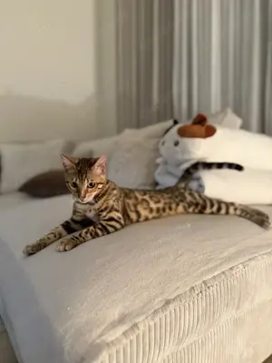 Wunderschöne Bengalkatze sucht neues liebevolles Heim