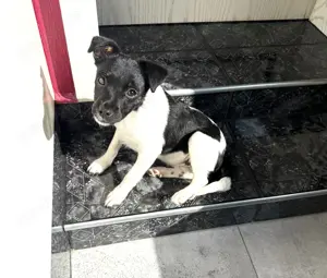 Jack Russel Mix Kaya 