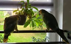 Junges Pärchen Blaustirnamazonen 